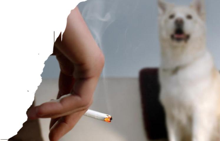 do dogs get cancer from secondhand smoke